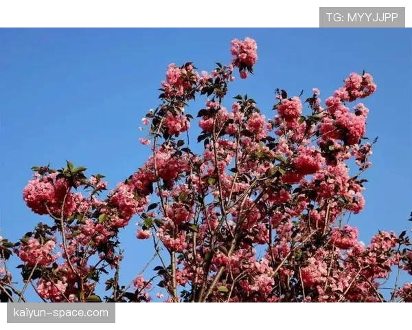 宜都县与武汉三镇跨界携手，打造樱花+足球主题文旅路线